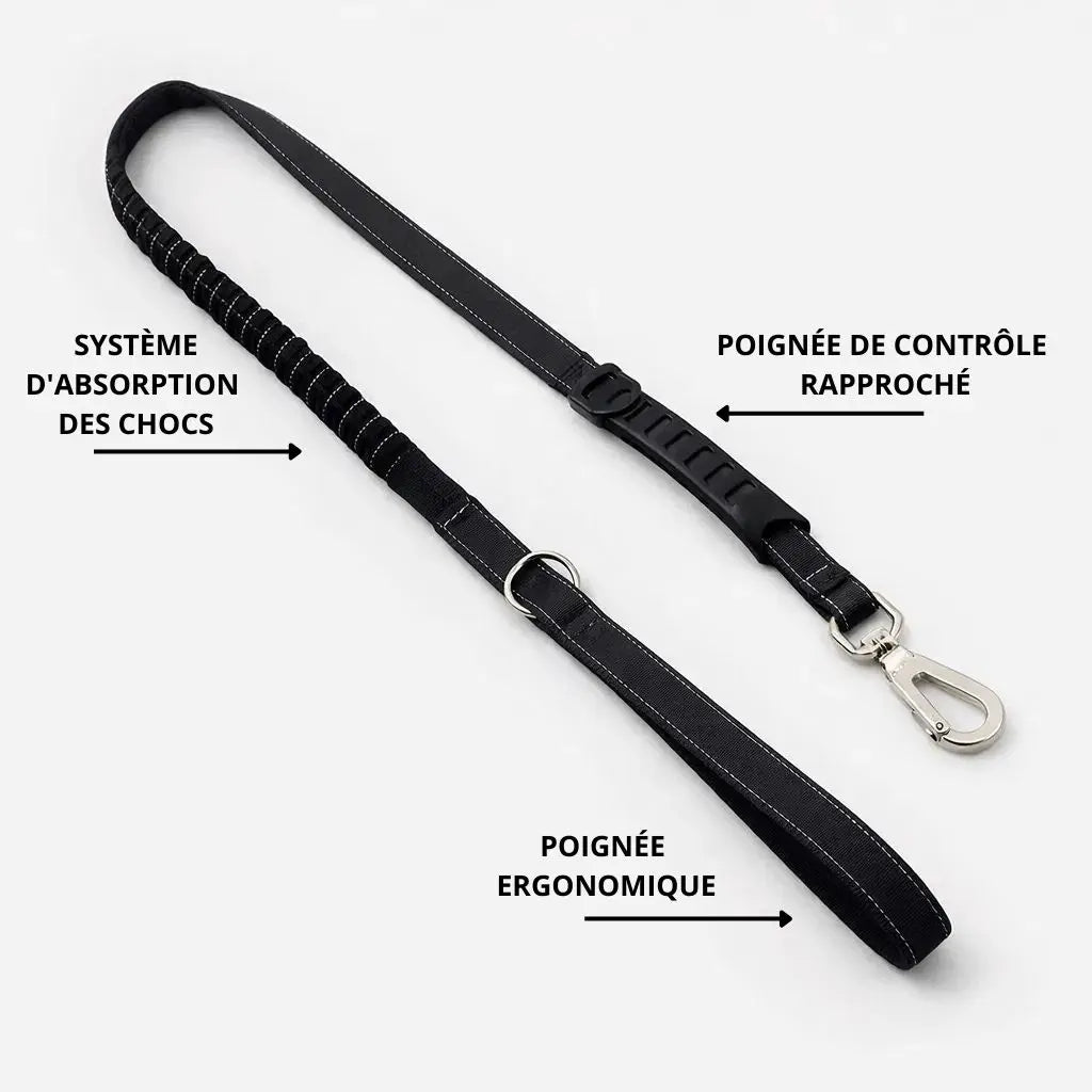 AnimaFlex™ - La laisse qui absorbe les à-coups à votre place