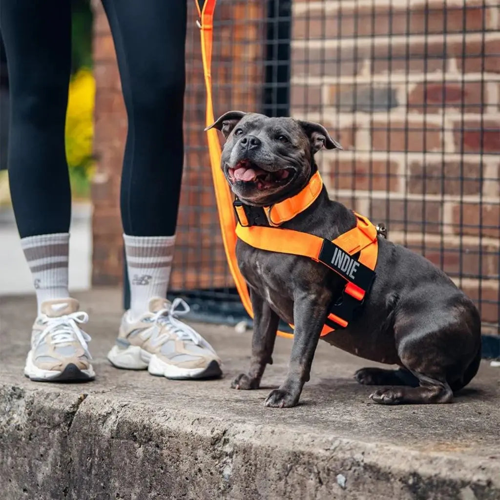 AnimaFlex™ - La laisse qui absorbe les à-coups à votre place