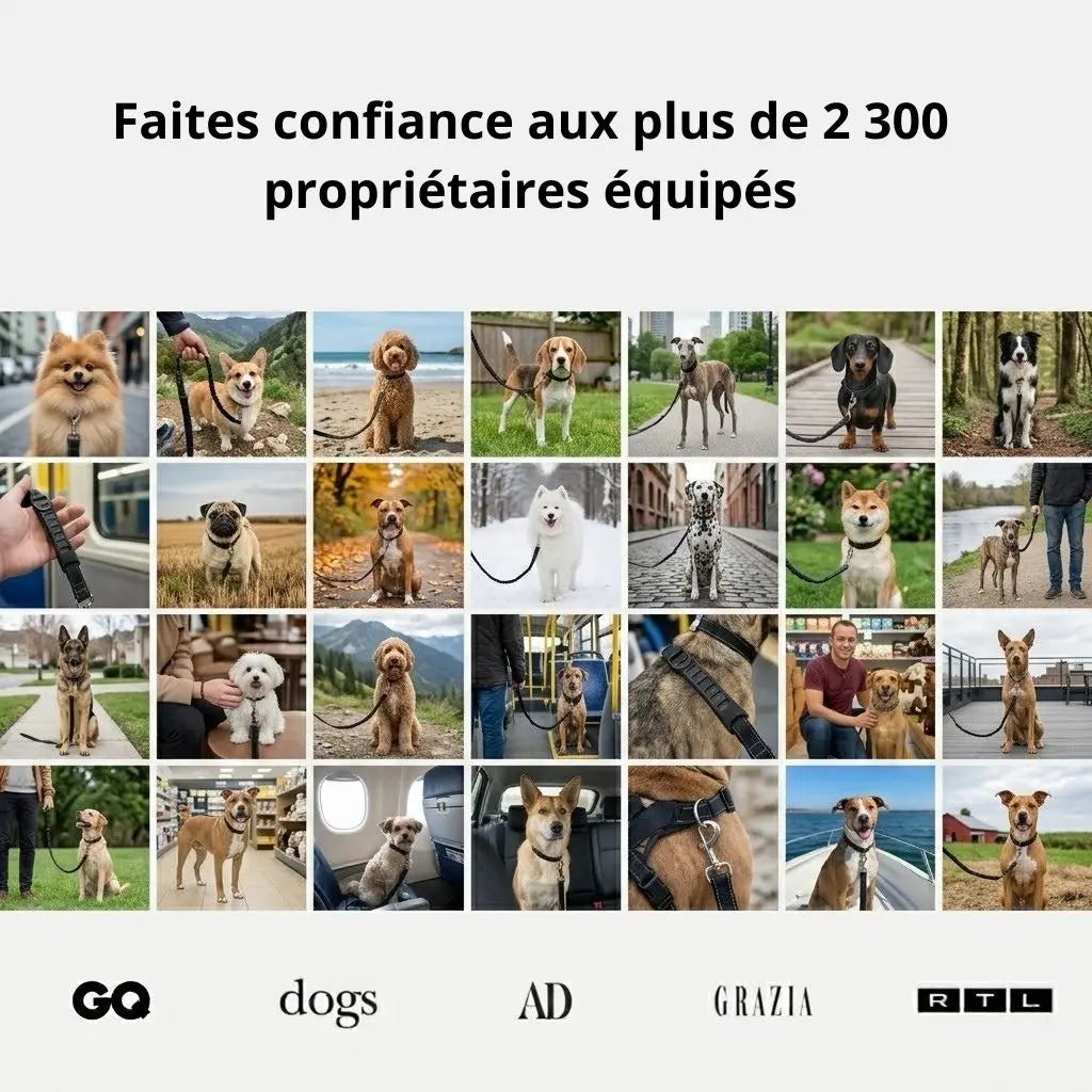 AnimaFlex™ - La laisse qui absorbe les à-coups à votre place