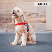 AnimaFlex™ - La laisse qui absorbe les à-coups à votre place