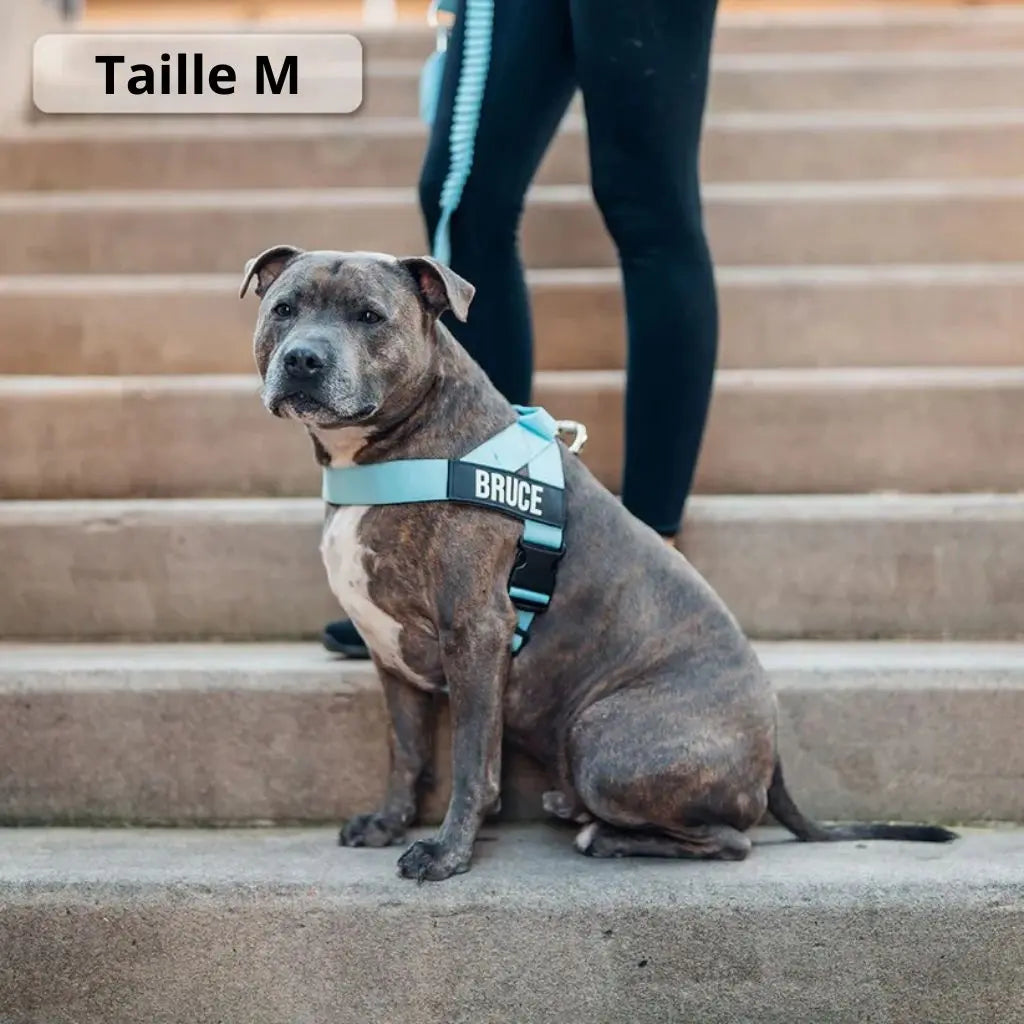 AnimaFlex™ - La laisse qui absorbe les à-coups à votre place