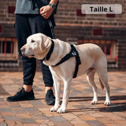 AnimaFlex™ - La laisse qui absorbe les à-coups à votre place